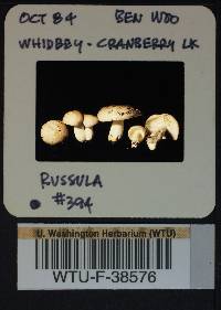 Russula stuntzii image