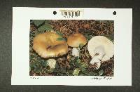 Russula viridofusca image