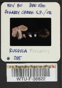 Russula puellaris image