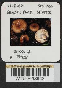 Russula cerolens image