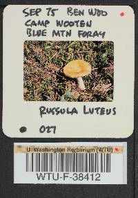 Russula olivina image