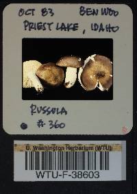 Russula benwooii image