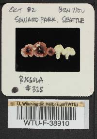 Russula obscurozelleri image
