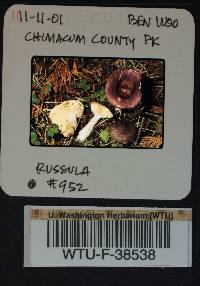 Russula pseudotsugarum image