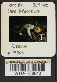 Russula vinosa image