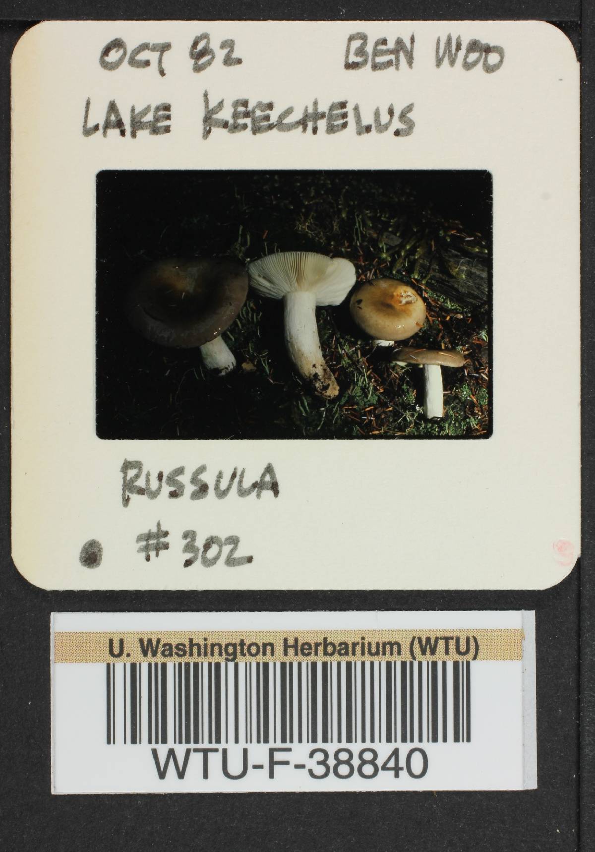 Russula vinosa image