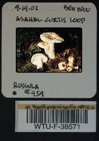 Russula emetica image