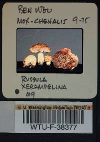 Russula xerampelina image