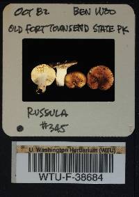 Russula mordax image