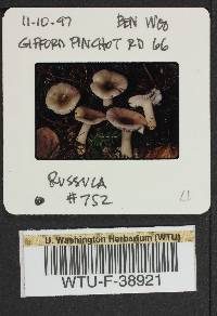 Russula phoenicea image