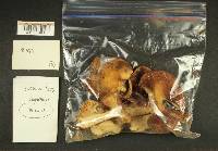 Russula mordax image