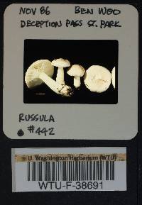 Russula stuntzii image