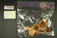 Russula cerolens image