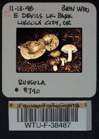 Russula phoenicea image