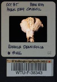 Russula densifolia image