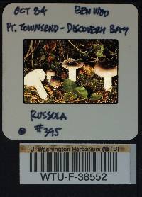 Russula phoenicea image