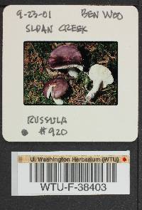Russula hypofragilis image