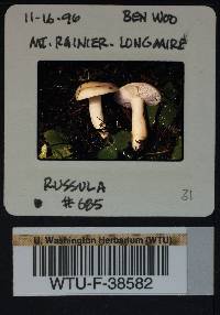 Russula parapallens image