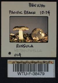 Russula heterophylla image