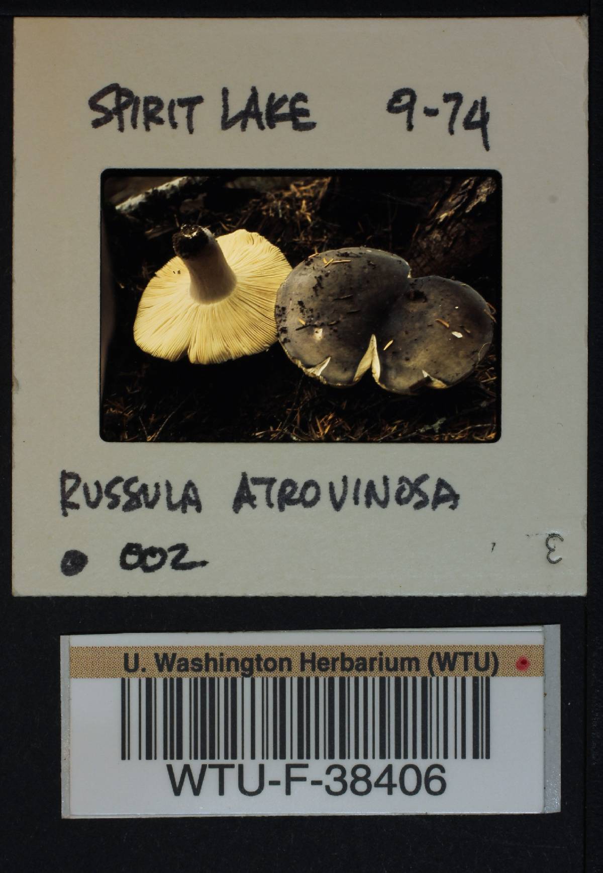 Russula atrovinosa image