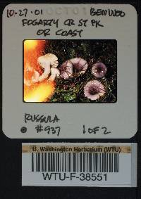 Russula zelleri image