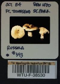 Russula mordax image