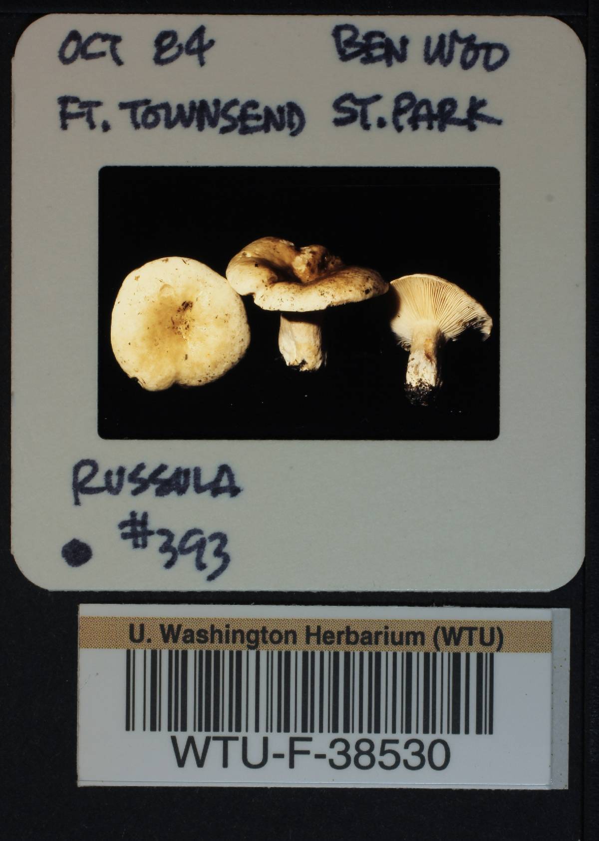 Russula mordax image