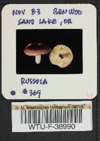 Russula pseudotsugarum image