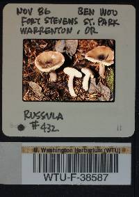 Russula queletii image