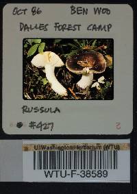 Russula sierrensis image