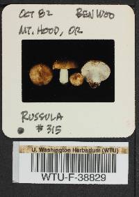 Russula vinososordida image