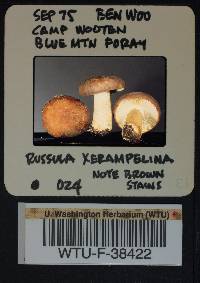 Russula xerampelina image