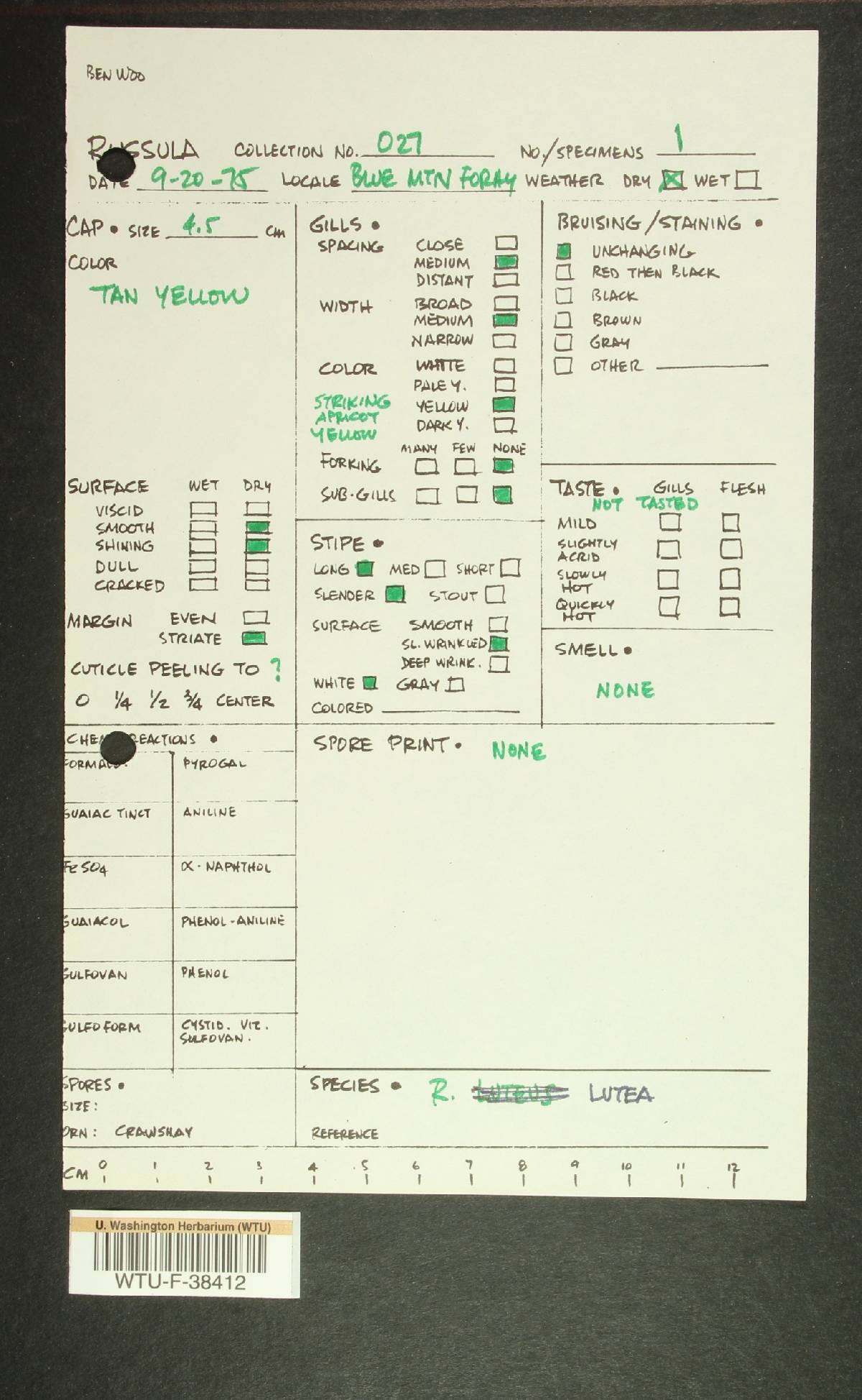 Russula olivina image