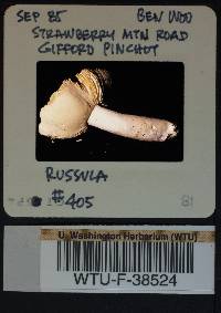 Russula mordax image