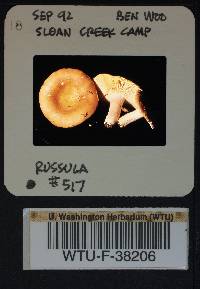 Russula mordax image