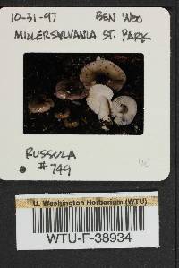 Russula phoenicea image