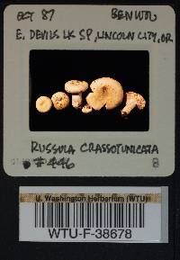 Russula crassotunicata image