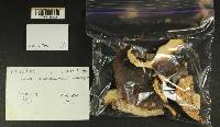 Russula benwooii image