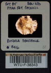 Russula densifolia image