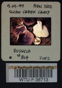 Russula hypofragilis image