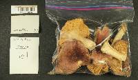 Russula obscurozelleri image