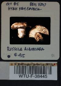 Russula albonigra image