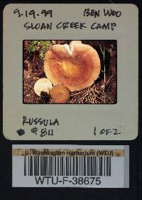 Russula viridofusca image