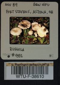 Russula zelleri image