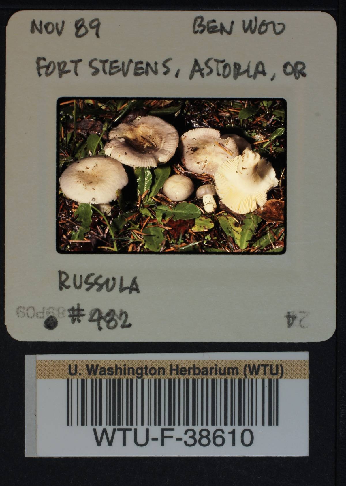 Russula zelleri image