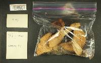 Russula benwooii image