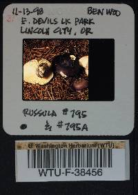 Russula queletii image