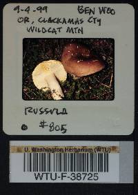 Russula benwooii image