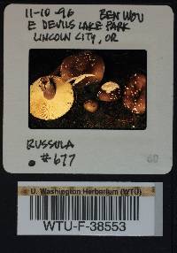 Russula benwooii image