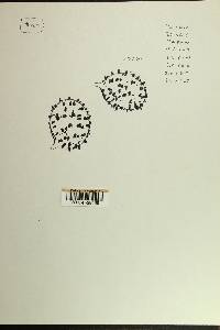 Russula atropurpurea image